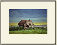 AFRICAN ELEPHANT (Loxodonta africana), Ngorongoro Crater, Tanzania, 1989
