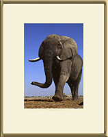 AFRICAN ELEPHANT (Loxodonta africana), Etosha National Park, Namibia, 1996