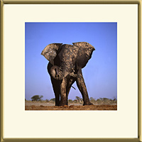 AFRICAN ELEPHANT (Loxodonta africana), Etosha National Park, Namibia, 1996