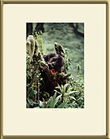 MOUNTAIN GORILLA (Gorilla beringei beringei), Virunga Volcanoes, Zaire, 1989