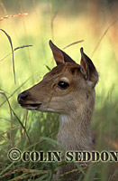 Young Sika Deer (Cervus rippon), Somerset, UK