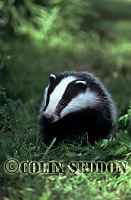Badger (Meles meles) : cub 12 weeks old, Somerset, UK