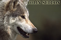 European Gray Wolf (Canis lupus), captive in Scotland