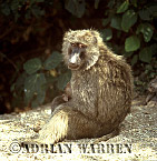Baboon, Preview of: 
baboon102.jpg 
242 x 250 compressed image 
(62,010 bytes)