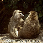 Baboon, Preview of: 
baboon103.jpg 
280 x 274 compressed image 
(80,562 bytes)