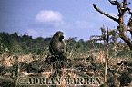 Baboon, Preview of: 
baboon122.jpg 
320 x 214 compressed image 
(70,492 bytes)