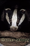 CSeddon44 : Badger (Meles meles) in drainage pipe, Somerset, UK