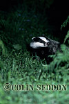 CSeddon45 : Badger (Meles meles) : cub sniffing air, Somerset, UK