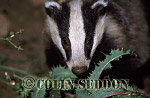 CSeddon47 : Young Badger (Meles meles), Somerset, UK