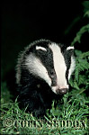 CSeddon48 : Badger (Meles meles) : cub 12 weeks old, Somerset, UK