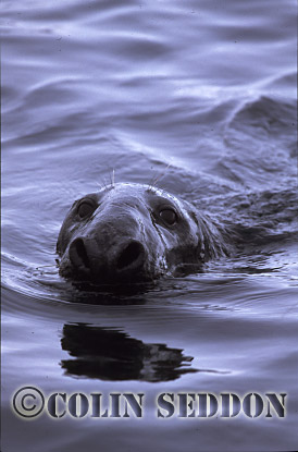 CSeddon01 : Grey Seal (Halichoerus grypus) bull, Shetland Islands, UK
