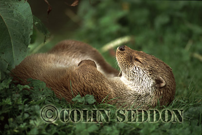 CSeddon02a : Eurasian Otter (Lutra lutra) laid up, Scotland, UK