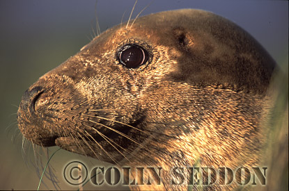 CSeddon03 : Grey Seal (Halichoerus grypus) cow, Lincolnshire, UK