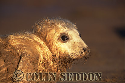 CSeddon04 : Grey Seal (Halichoerus grypus) pup, Lincolnshire, UK