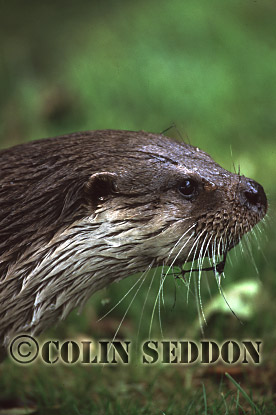 CSeddon09 : Eurasian Otter (Lutra lutra), Suffolk, UK