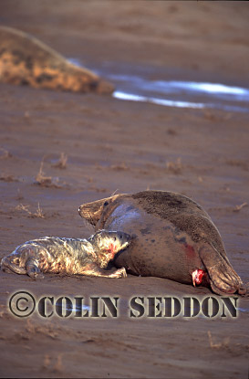 CSeddon19 : Grey Seal (Halichoerus grypus) cow and new born cub, Linclonshire, UK