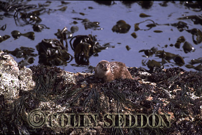 CSeddon23 : Eurasian Otter (Lutra lutra) cub 8 months old, Shetland Islands, UK