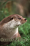 CSeddon06a : Eurasian Otter (Lutra lutra), Scotland, UK