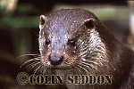 CSeddon07a : Eurasian Otter (Lutra lutra), Scotland, UK