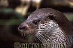 CSeddon10 : Eurasian Otter (Lutra lutra), Scotland, UK