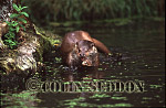 CSeddon11 : Eurasian Otter (Lutra lutra) eating fish, Suffolk, UK