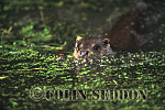 CSeddon12 : Eurasian Otter (Lutra lutra) swimming in weed, Suffolk, UK