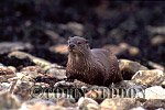 CSeddon14 : Eurasian Otter (Lutra lutra) on pebble beach, Scotland, UK