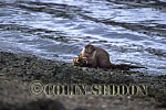 CSeddon15 : Eurasian Otter (Lutra lutra) eating crab, Scotland, UK