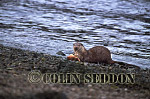 CSeddon16 : Eurasian Otter (Lutra lutra) eating crab, Scotland, UK