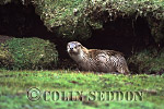 CSeddon17 : Eurasian Otter (Lutra lutra) at holt entrance, Shetland, UK