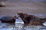 CSeddon18 : Grey Seal (Halichoerus grypus) cows aggressive, Linclonshire, UK