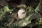 CSeddon20 : Eurasian Otter (Lutra lutra) on rock, Suffolk, UK