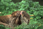 CSeddon21 : Eurasian Otter (Lutra lutra) grooming, Suffolk, UK
