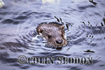 CSeddon25 : Eurasian Otter (Lutra lutra) swimming, Shetland Islands, UK