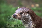 CSeddon26 : Eurasian Otter (Lutra lutra), Scotland, UK