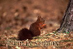 CSeddon51 : Red Squirrel (Sciurus vulgaris) eating nut, Lanchashire, UK