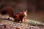CSeddon54 : Red Squirrel (Sciurus vulgaris) on ground, Lanchashire, UK