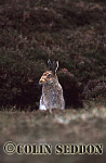 CSeddon59 : Mountain Hare (Lepus timidus), Shetland Islands, UK