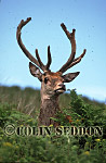 CSeddon29 : Red Deer (Cervus elaphus) stag in velvet with flies, Scotland, UK