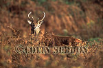 CSeddon31 : Red Deer (Cervus elaphus) stag inblacken, Scotland, UK