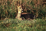 CSeddon36 : Roe Deer (Capreolus capreolus), Somerset, UK