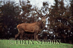 CSeddon41 : Red Deer (Cervus elaphus) stag at rut, Somerset, UK