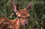 CSeddon42 : Red Deer (Cervus elaphus) 3 weeks old calf, Somerset, UK