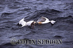 CSeddon0100 : Gannets (Sula bassana) fighting in sea, Bass rock, Scotland, UK