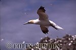CSeddon0101 : Gannet (Sula bassana) flying, Bass rock, Scotland, UK