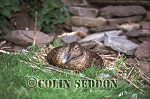 CSeddon0145 : Eider, female on nest (Somateria mollissima), Shetland Islands