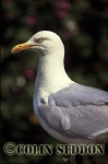 CSeddon0179 : Herring Gull (Larus argentatus), Shetland Islands