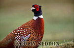 CSeddon0180 : Common Pheasant (Phasianus colchicus), Scotland, UK