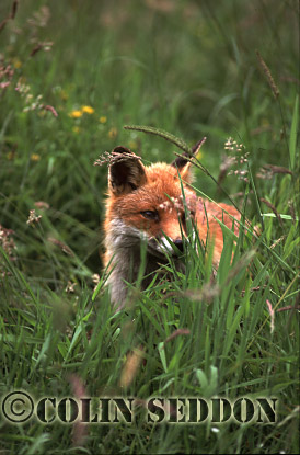 CSeddon49 : Red Fox (Vulpes vulpes), Somerset, UK