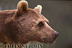 CSeddon58 : Brown Bear (Ursus arctos), Scotland, UK